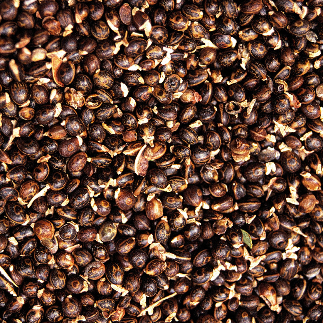 Chocolate Chip &amp; Wattle Seed cookie 30g - 150 Pack