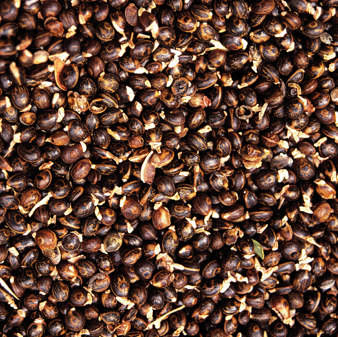 Chocolate Chip &amp; Wattle Seed