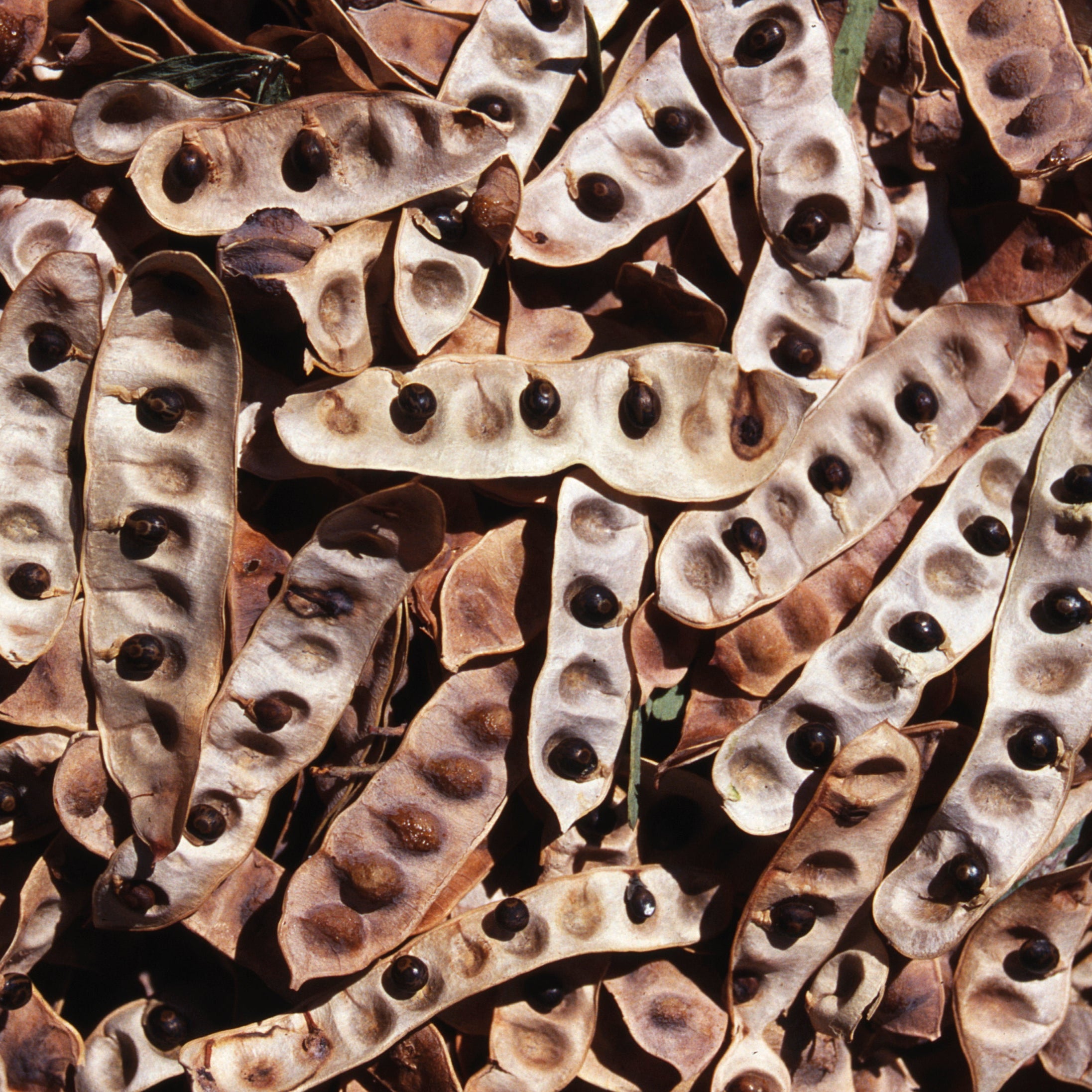 Chocolate Chip &amp; Wattle Seed