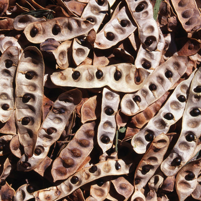 Chocolate Chip &amp; Wattle Seed