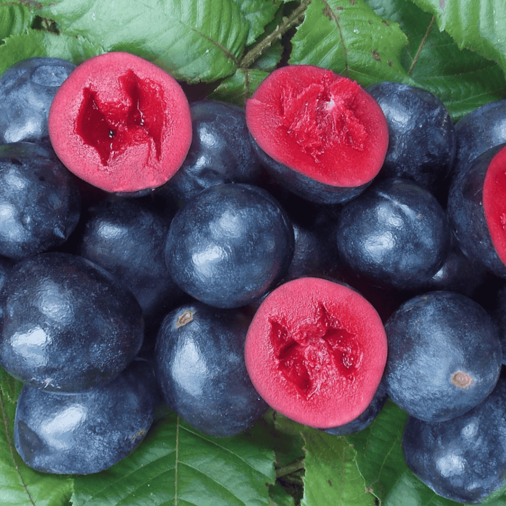 Davidson Plum fruit including some cut in half showing juicy red flesh
