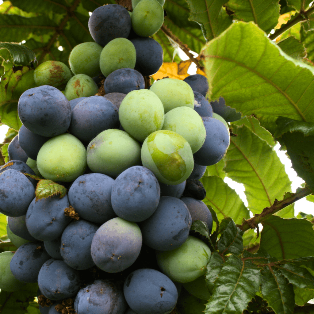 Davidson Plum Fruit on tree